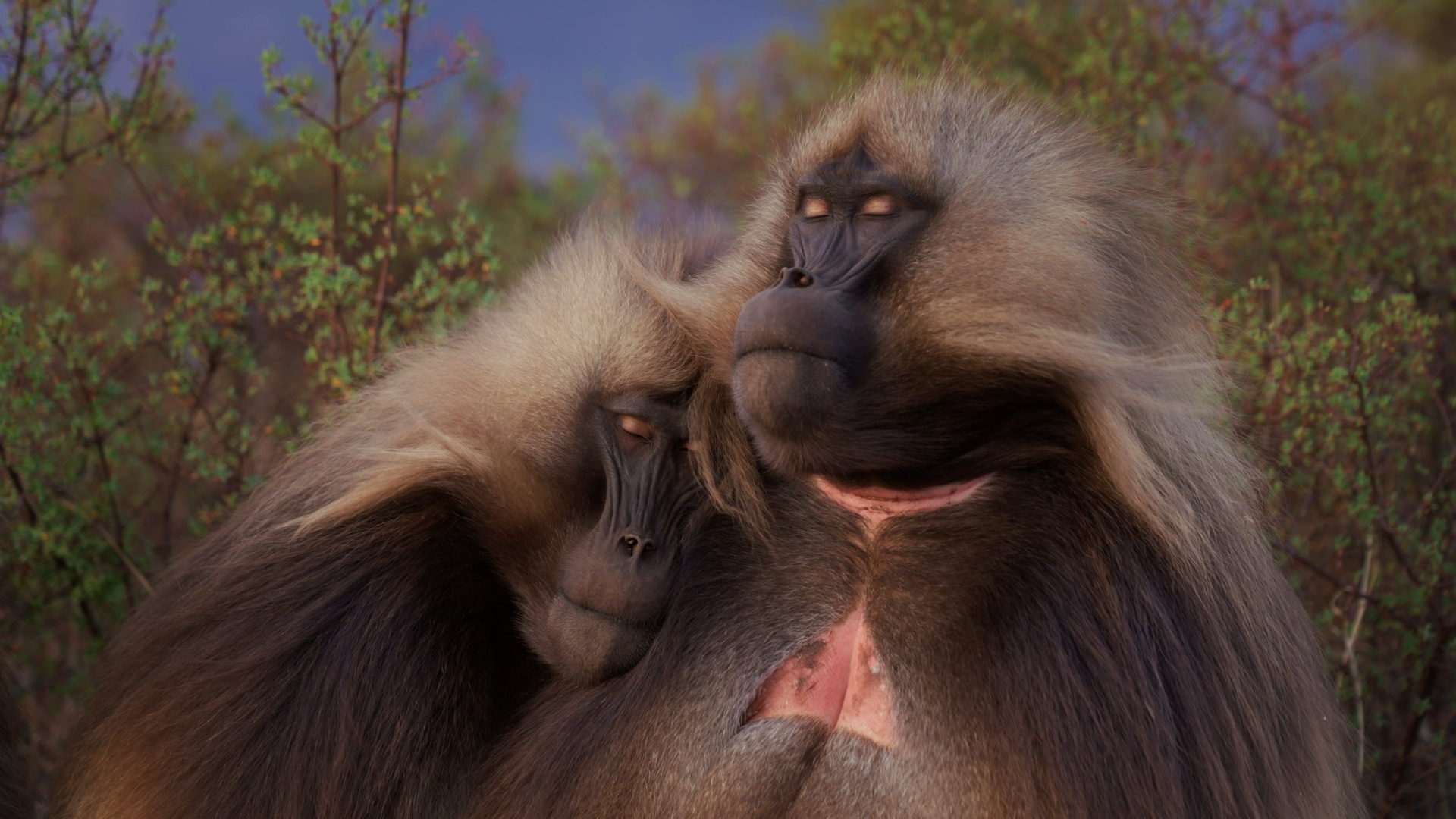 Des singes et des hommes